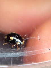 Hyperaspis quadrioculata