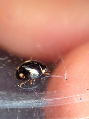 Hyperaspis quadrioculata