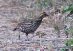 Colinus nigrogularis