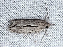 Agriophara leptosemela