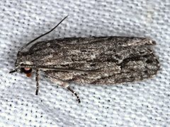 Agriophara leptosemela