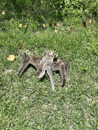 Brown Pelican photographed in Florida
