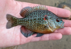 Northern Sunfish photo 2