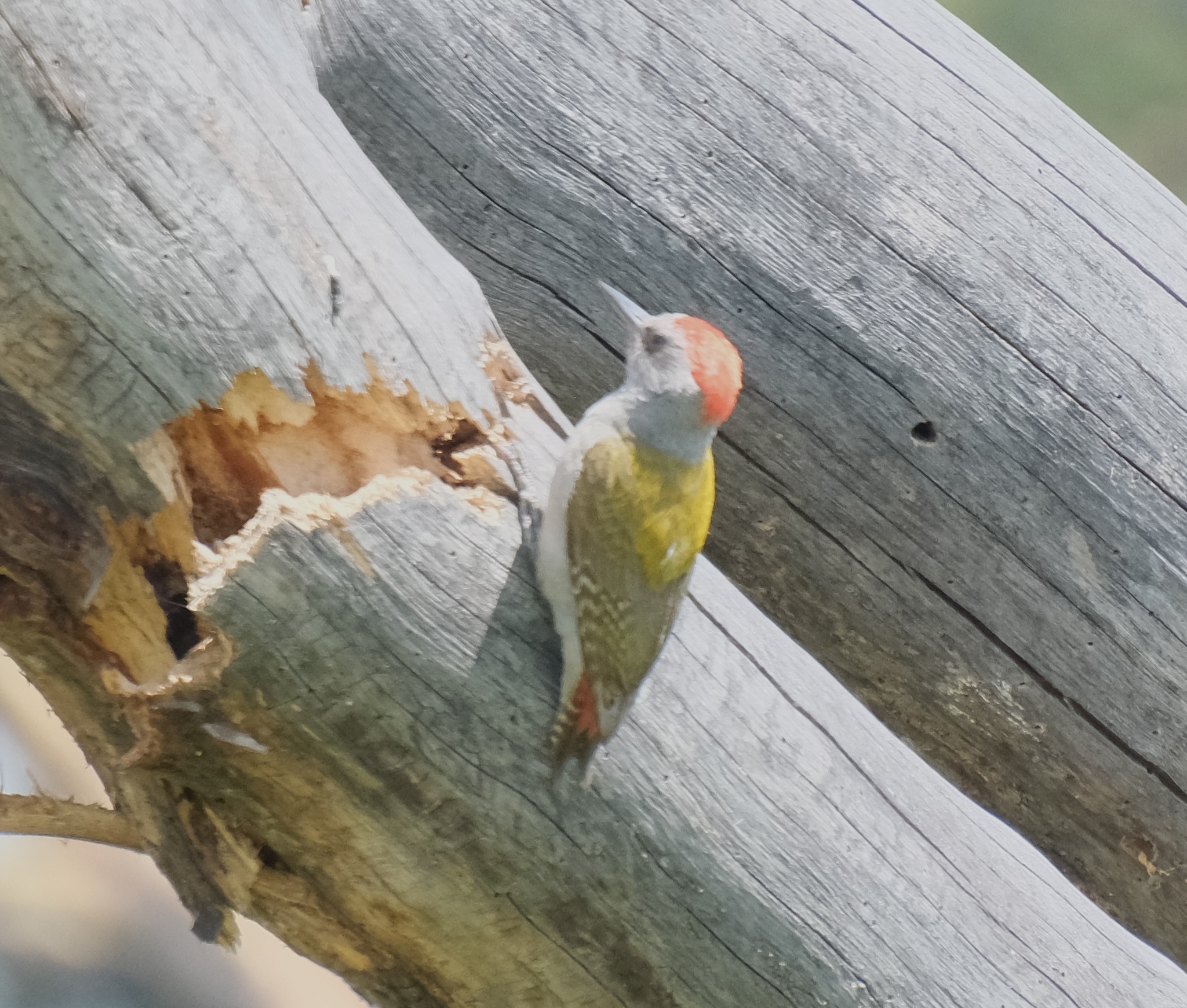 Eastern Grey Woodpecker