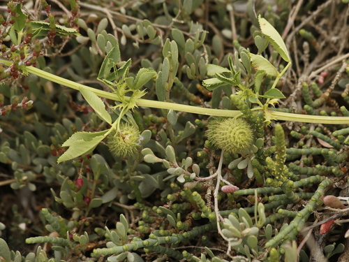 Medicago ciliaris iNat (3)