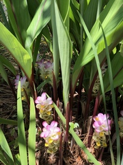 Curcuma petiolata