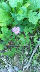 Geranium nodosum