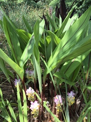 Curcuma petiolata