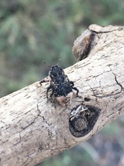 Cryptorhynchus lapathi