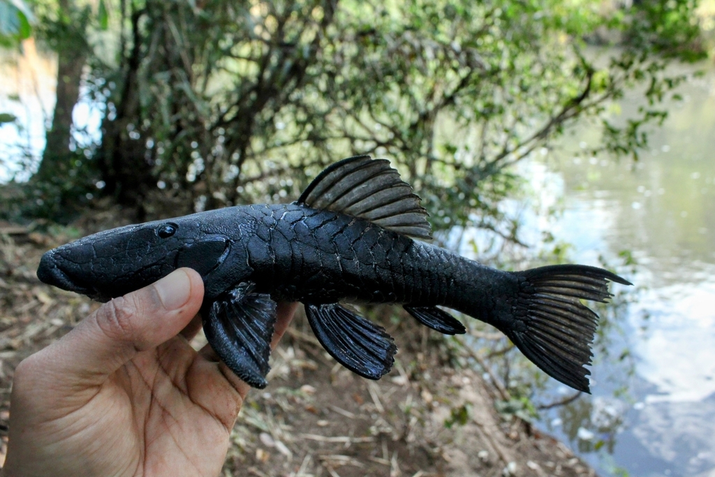 Rhinelepis aspera