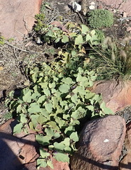 Solanum tomentosum tomentosum