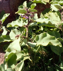 Solanum tomentosum tomentosum