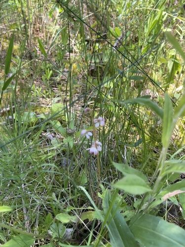 Liverleaf wintergreen (Pyrola asarifolia)