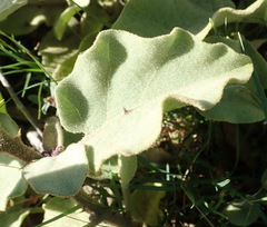 Solanum tomentosum tomentosum