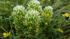 Castilleja lineariloba