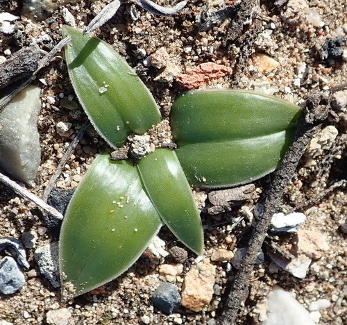 Drimia ciliata