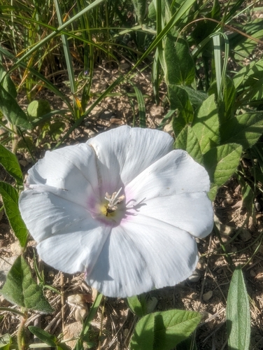 Betony-leaved Bindweed (Convolvulus betonicifolius)