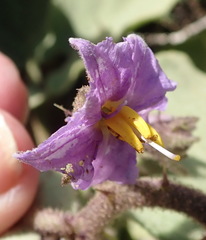 Solanum tomentosum tomentosum