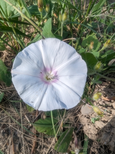 Image of Betony-Leaved Bindweed (Convolvulus betonicifolius) by (c) Denis Bastianelli, some rights reserved (CC BY)