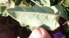 Solanum tomentosum tomentosum