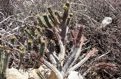 Euphorbia mammillaris