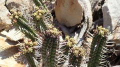Euphorbia mammillaris