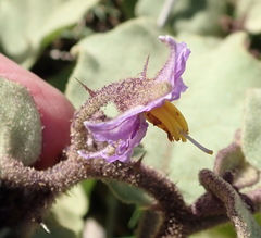 Solanum tomentosum tomentosum