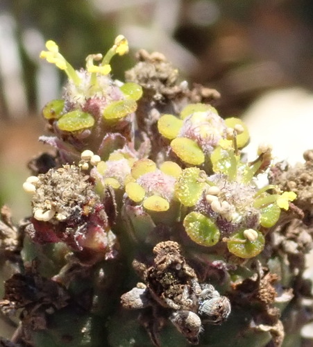 Image of Euphorbia mammillaris by (c) Nicola van Berkel, some rights reserved (CC BY-SA)