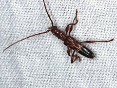 Coptocercus aberrans