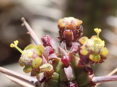 Euphorbia mammillaris
