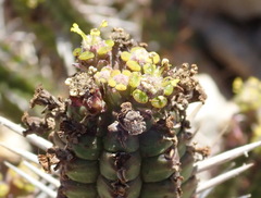 Euphorbia mammillaris