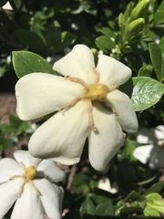 Gardenia jasminoides