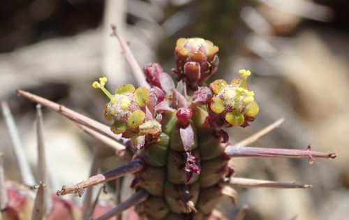 Image of Euphorbia Mamillaris (Euphorbia mammillaris) by (c) Nicola van Berkel, some rights reserved (CC BY-SA)