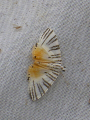 Dichocrocis zebralis