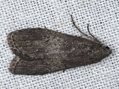 Aphomia baryptera