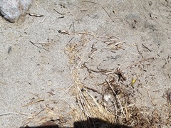 Bicyrtes capnopterus