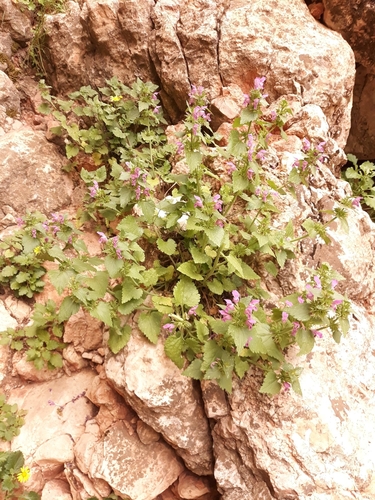 Image of Lamium garganicum by (c) Karim Haddad, some rights reserved (CC BY)