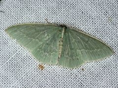 Chlorocoma melocrossa