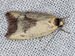 Ageletha hemiteles