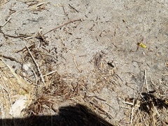 Bicyrtes capnopterus