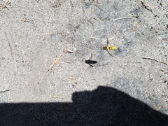 Bicyrtes capnopterus