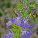 Engelmann's Sage - Photo (c) Jerry Oldenettel, some rights reserved (CC BY-NC-SA)
