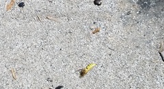 Bicyrtes capnopterus