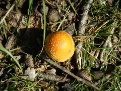 Amanita parcivolvata