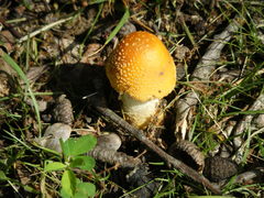 Amanita parcivolvata