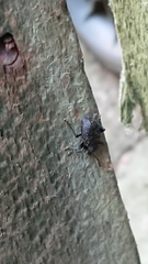 Otiorhynchus sulcatus