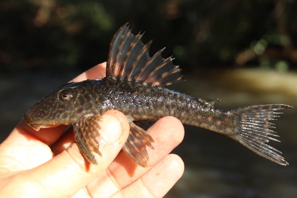 Parel-harnasmeerval (Hypostomus margaritifer) — Loricariidae