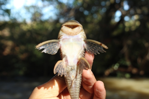Parel-harnasmeerval (Hypostomus margaritifer) — Loricariidae — 4