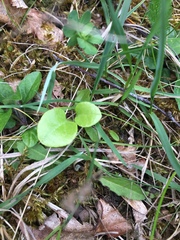 Pyrola rotundifolia maritima