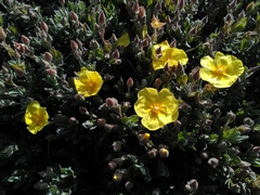 Cistus lasianthus alyssoides